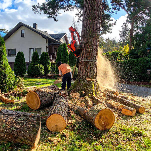 Tree Cutting Business Website Development
